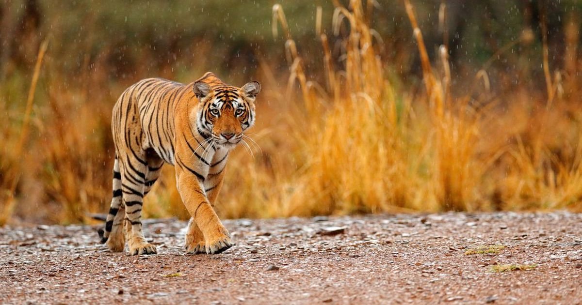 tigre sauvage.jpg?resize=1200,630 - Laos : le tigre sauvage est officiellement une espèce disparue dans le pays