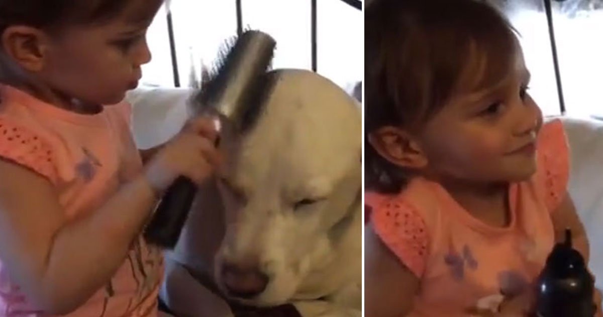 toddler pampering dog.jpg?resize=412,275 - Adorable Toddler Trying To Give Her Dog Friend A Makeover In Her Salon