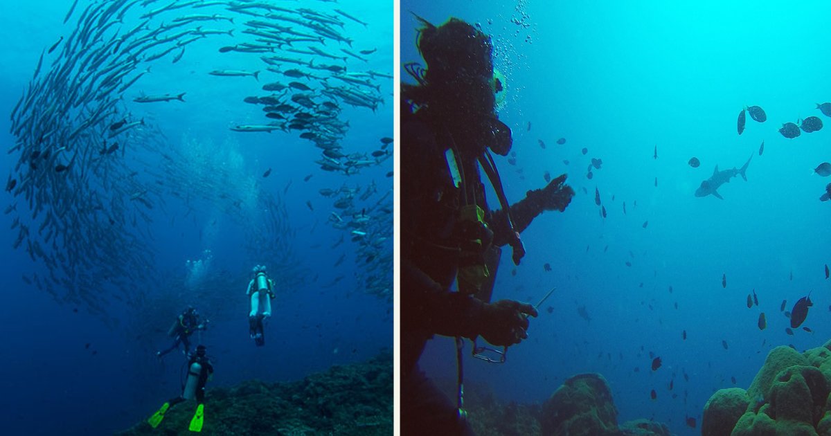untitled 1 15.jpg?resize=412,275 - Scuba Divers Were Surrounded By Thousands Of Barracuda In A Breathtaking Experience