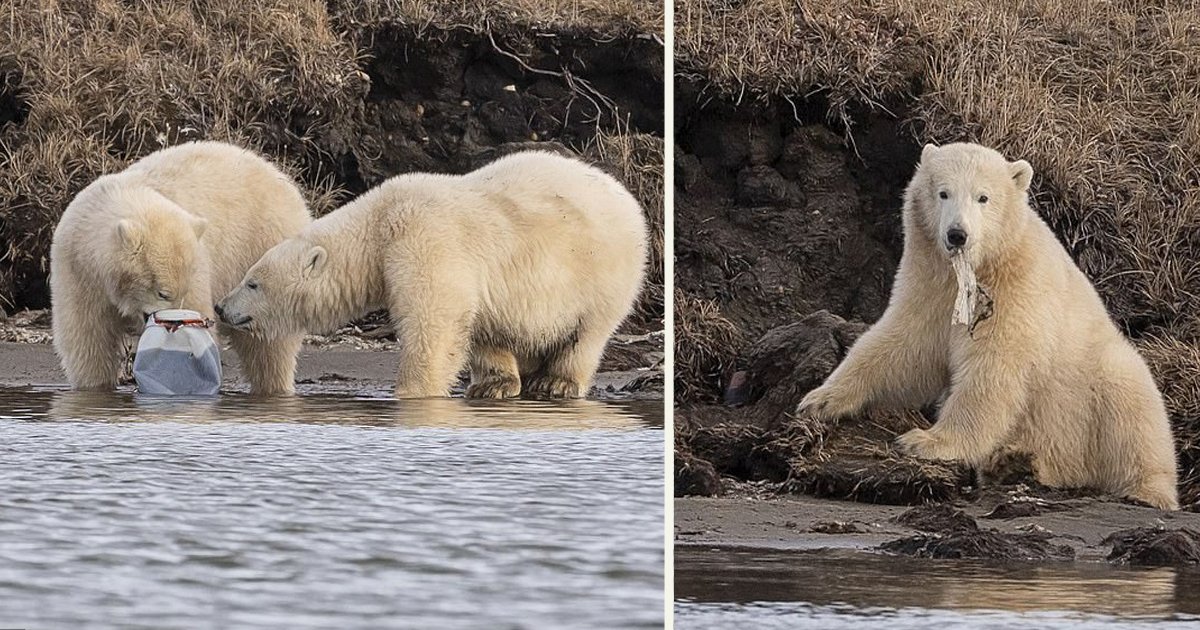 untitled 1 30.jpg?resize=1200,630 - Two Polar Bear Cubs Were Captured Playing With A Plastic Waste On A Beach