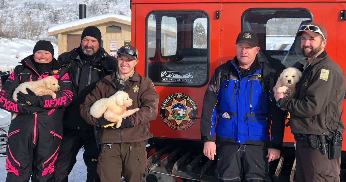 untitled 1 36.jpg?resize=412,275 - 'Hero' Snowmobilers Rescued 3 Adorable Puppies From A Snowy Mountain