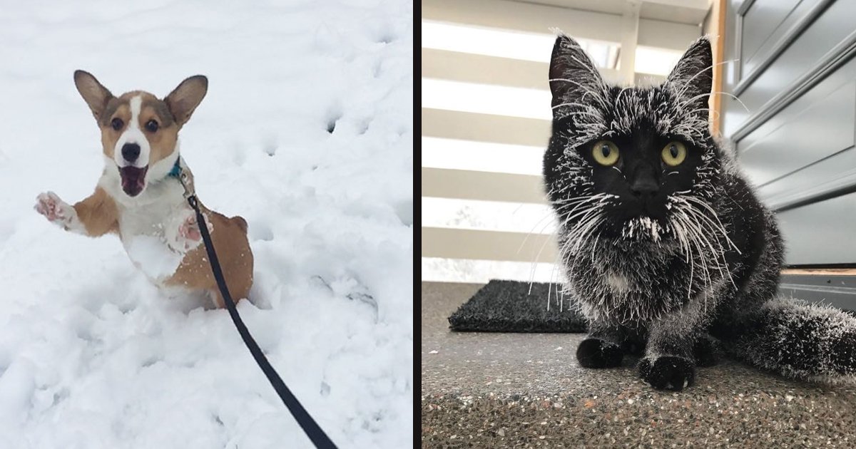 untitled 1 43.jpg?resize=1200,630 - Adorable Expressions Of Animals After Experiencing Snow For The First Time