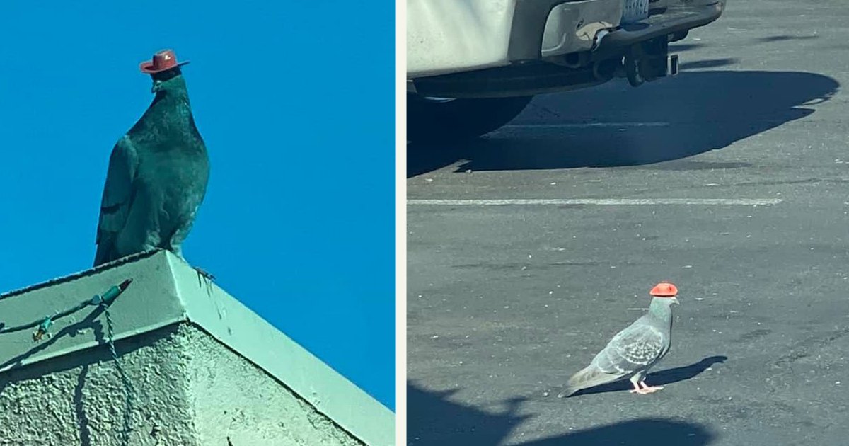 untitled 1 51.jpg?resize=412,275 - People Spotted Pigeons Wearing Tiny Cowboy Hats In Las Vegas