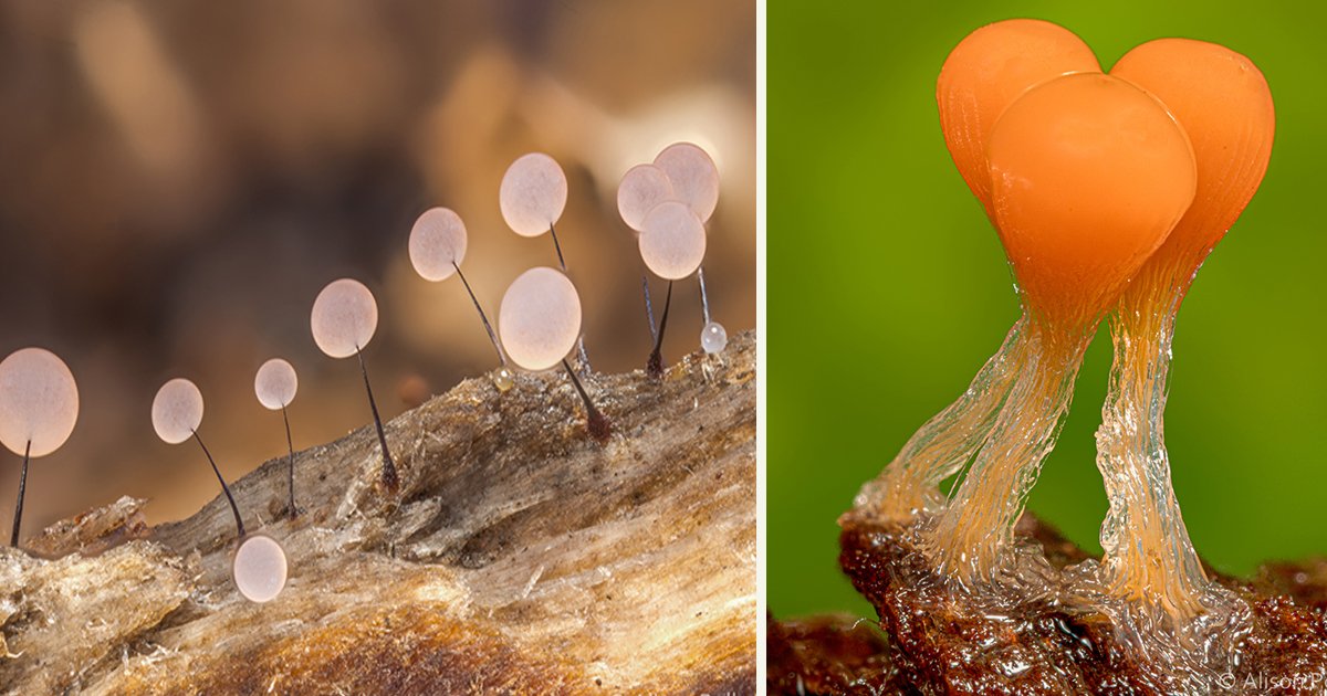 untitled 1 59.jpg?resize=412,275 - Photographer Took Macro Photos To Show The Beauty Of Minuscule Mushrooms And Myxomycetes