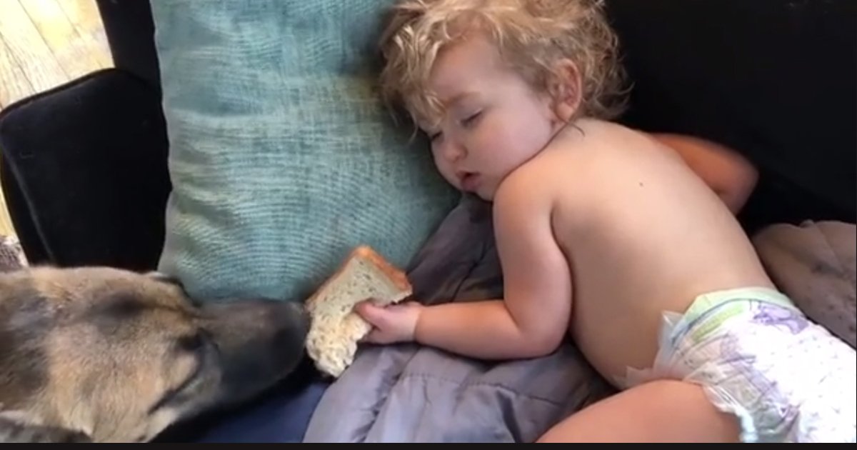 untitled 1 8.jpg?resize=1200,630 - Vidéo : Un chien vole délicatement le sandwich d'un enfant endormi