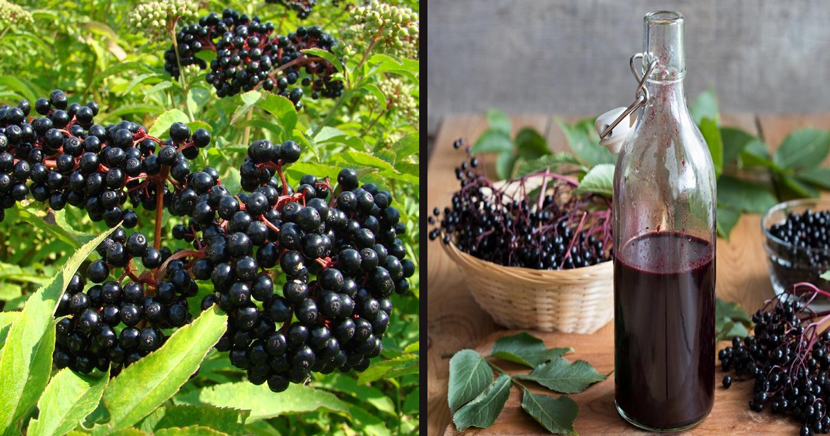 untitled 1 80.jpg?resize=1200,630 - Elderberry May Help To Ease Some Of Your Cold Symptoms