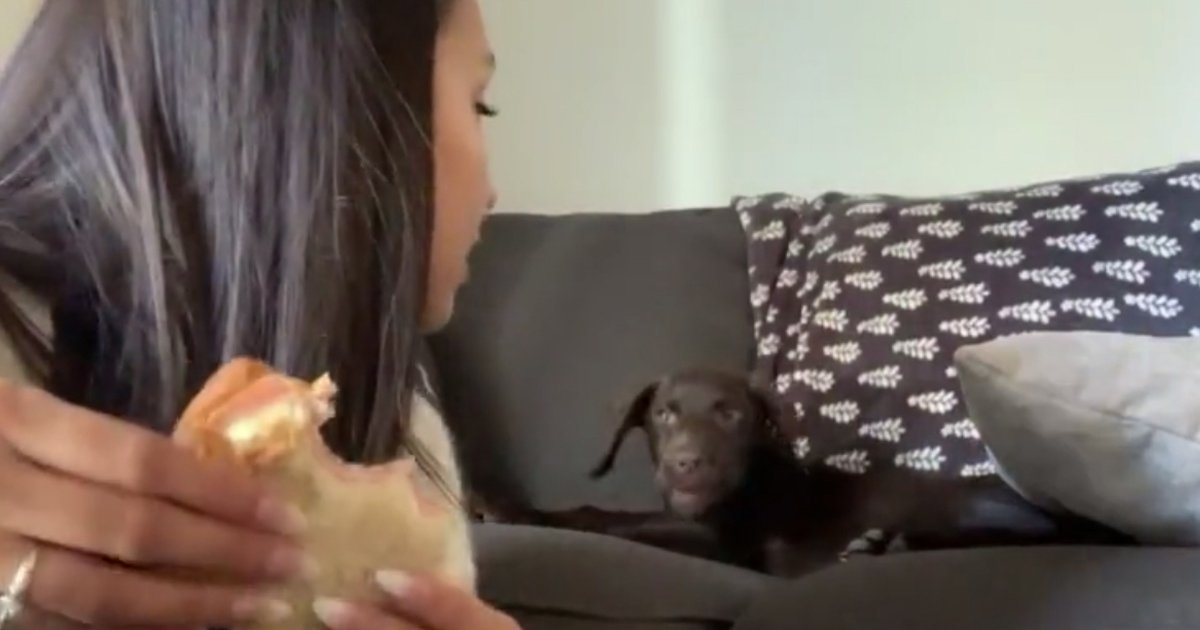 untitled 1 81.jpg?resize=412,275 - A Puppy Adorably Got Upset With Its Owner For Not Sharing The Sandwich