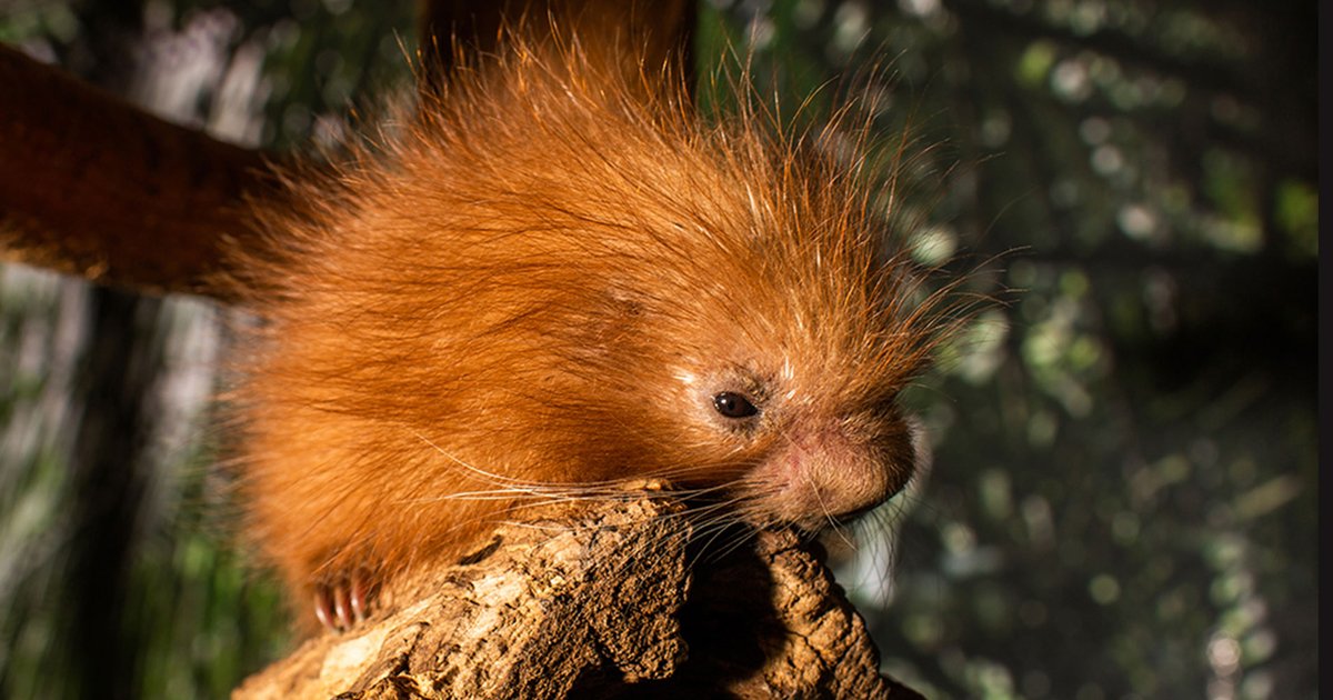 untitled 1 88.jpg?resize=412,232 - National Zoo Revealed Fans-Chosen Name Was 'Quilliam' For Their New Baby Porcupine