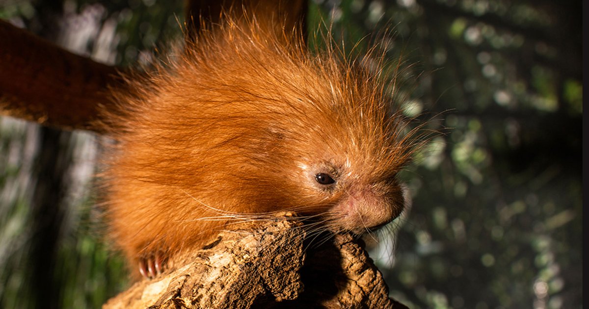 untitled 1 88.jpg?resize=412,275 - National Zoo Revealed Fans-Chosen Name Was 'Quilliam' For Their New Baby Porcupine