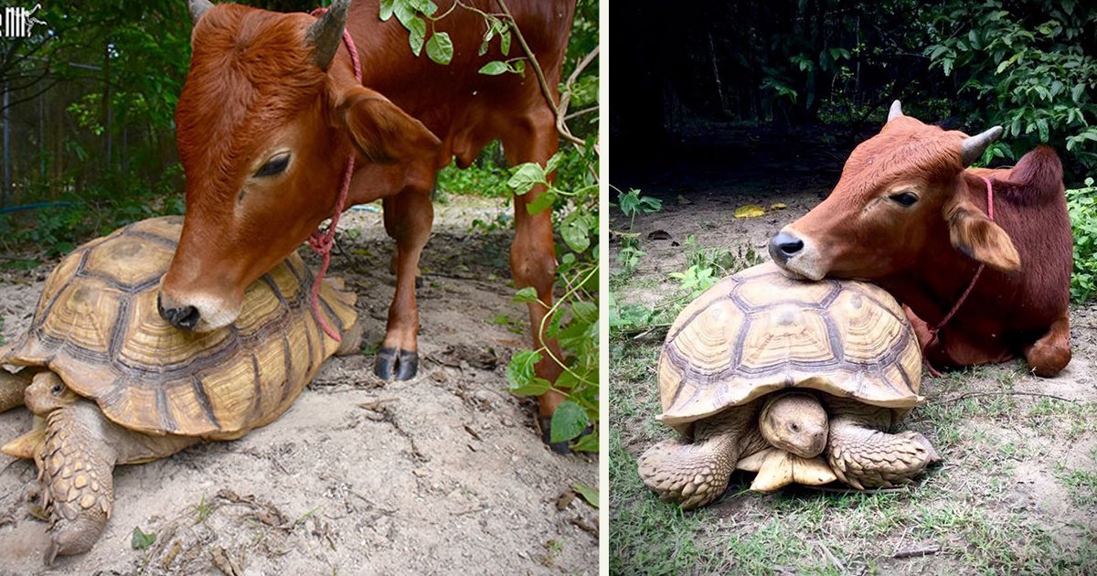 untitled 1 97.jpg?resize=1200,630 - Giant Tortoise And A Baby Cow Became Best Friends