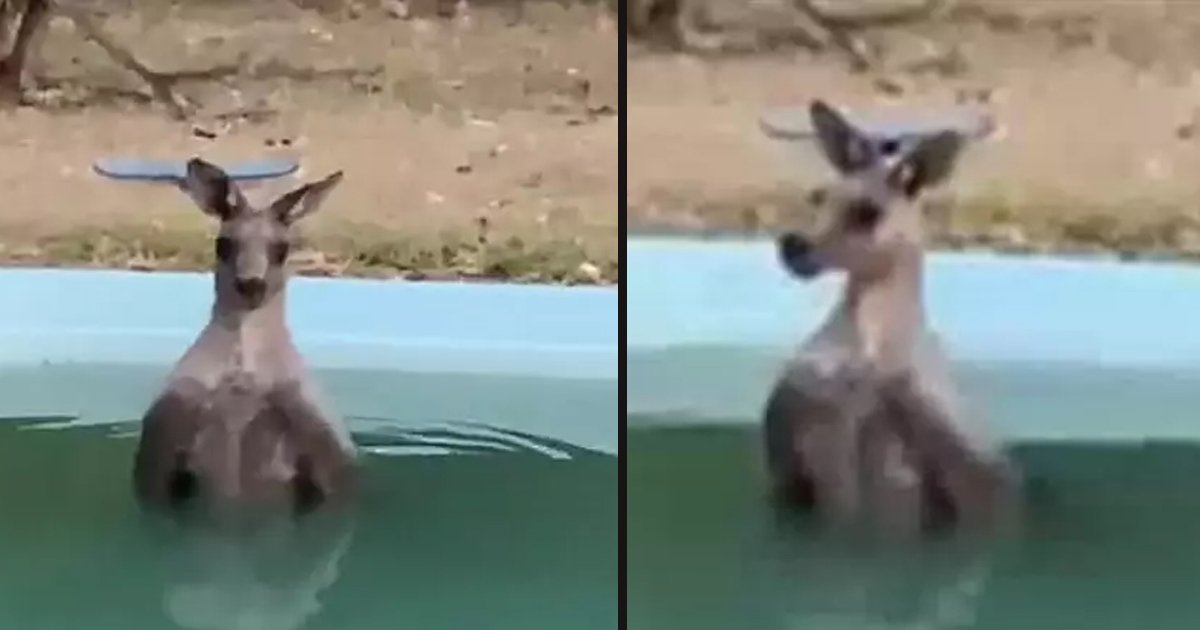 untitled 4 3.jpg?resize=412,232 - A Woman Captured A Kangaroo Relaxing In Her Pool To Get Away From The Heat