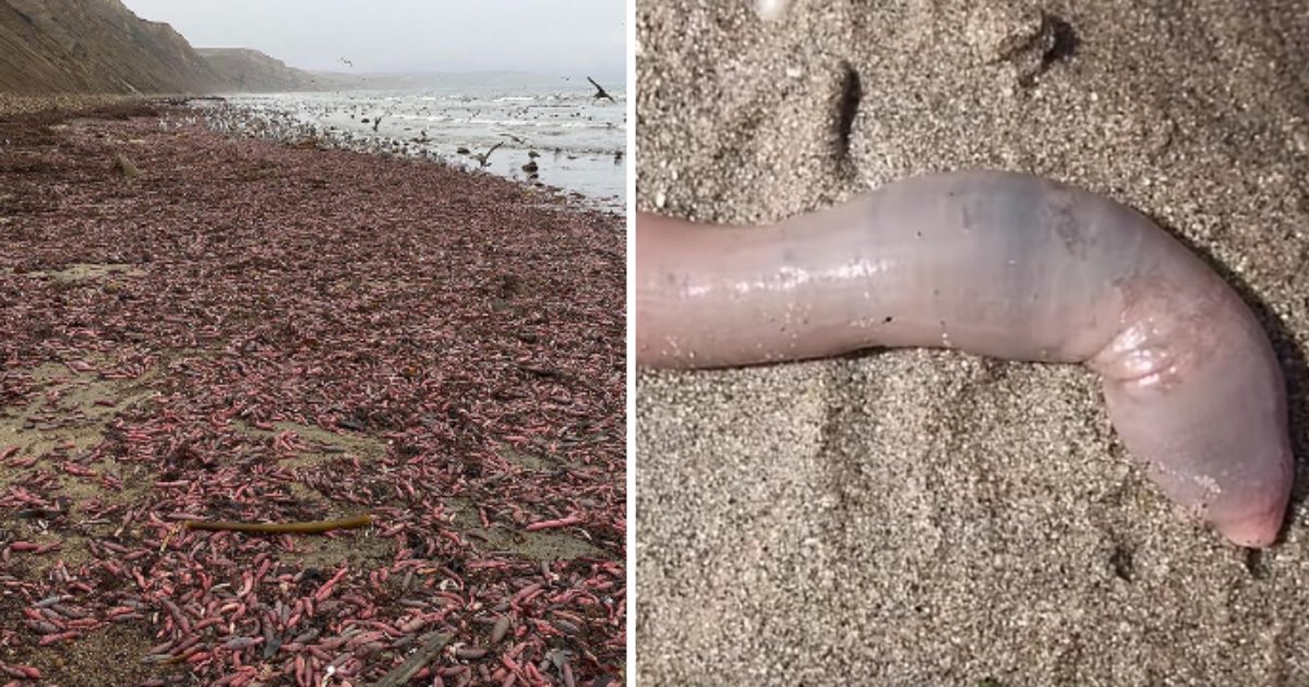 untitled design 1 11.png?resize=1200,630 - Des milliers de poissons ressemblant à des organes génitaux masculins sont apparus sur une plage de Californie