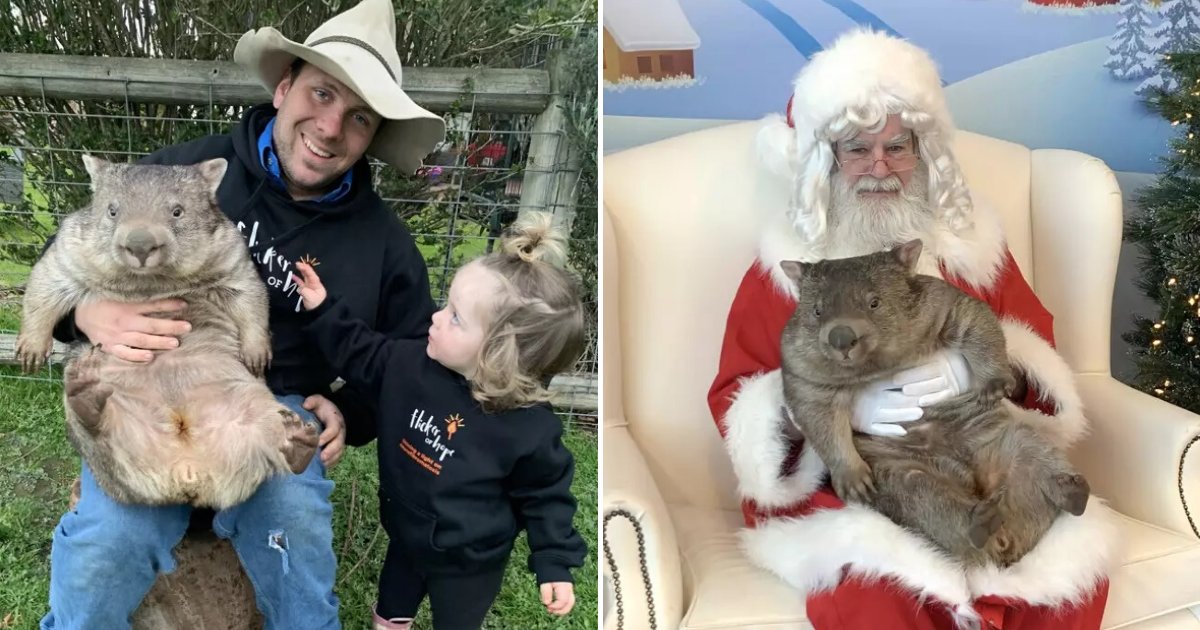 untitled design 1 9.png?resize=1200,630 - Orphaned Wombat Posed For A Sweet Picture With Santa After She Was Adopted Into A Loving Home