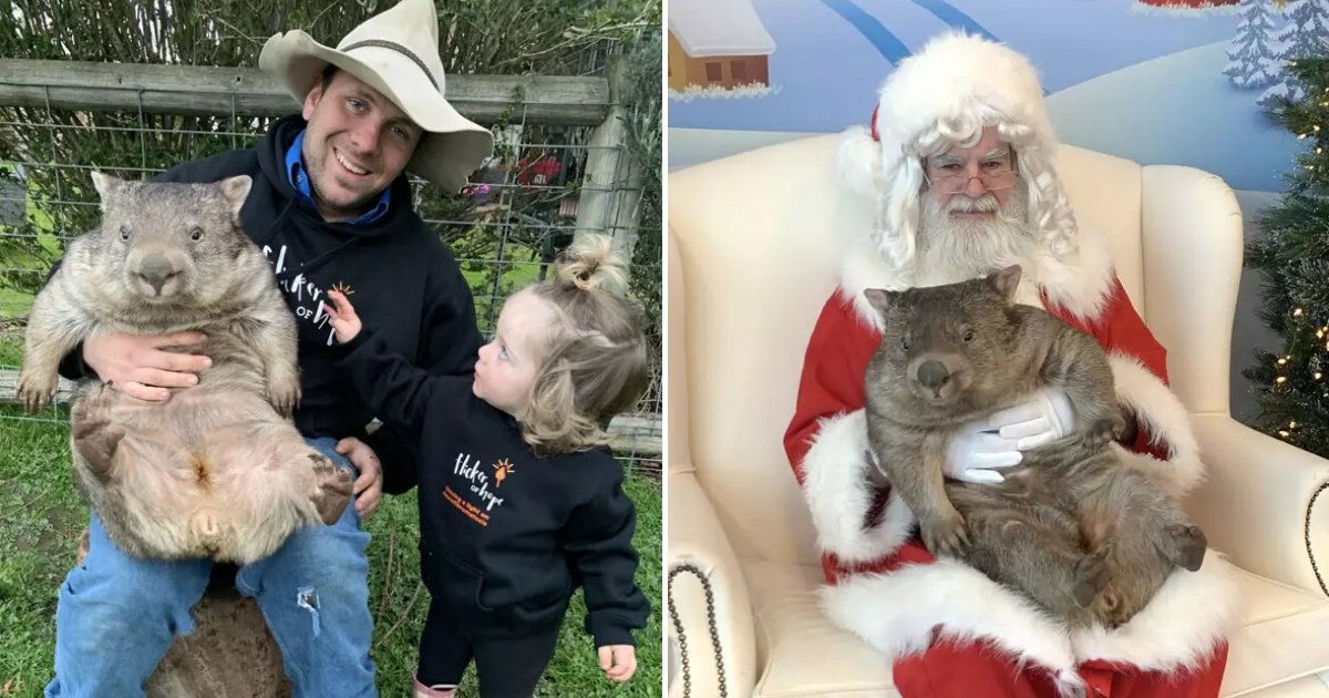 untitled design 1 9.png?resize=412,275 - Orphaned Wombat Posed For A Sweet Picture With Santa After She Was Adopted Into A Loving Home