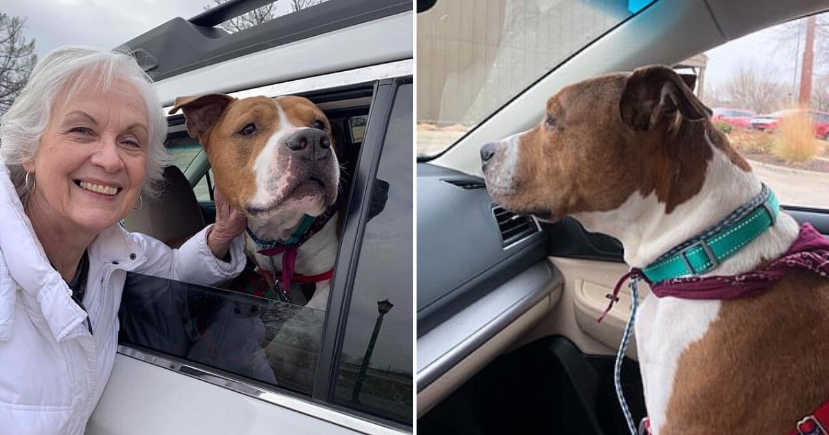 untitled design 11 3.png?resize=412,275 - Stolen Dog Reunited With His Owner In Time For Christmas Thanks To 15 Good Samaritans