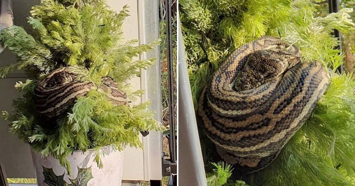 untitled design 11.png?resize=1200,630 - Woman Returned Home To Find A Giant Python Decorating Her Christmas Tree