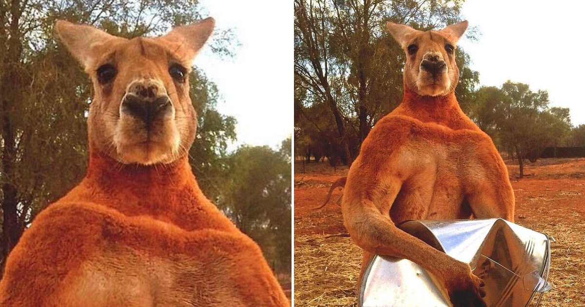untitled design 13 1.png?resize=1200,630 - Muscular Kangaroo With A 'Bad Attitude' Continues To Bully People And Destroy Gardens