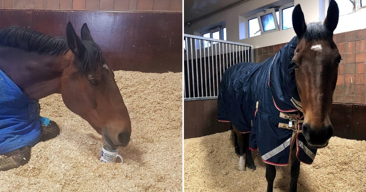 untitled design 13.png?resize=412,275 - Police Horse Refuses To Start His Shift Until He Gets A Cup Of Warm Tea
