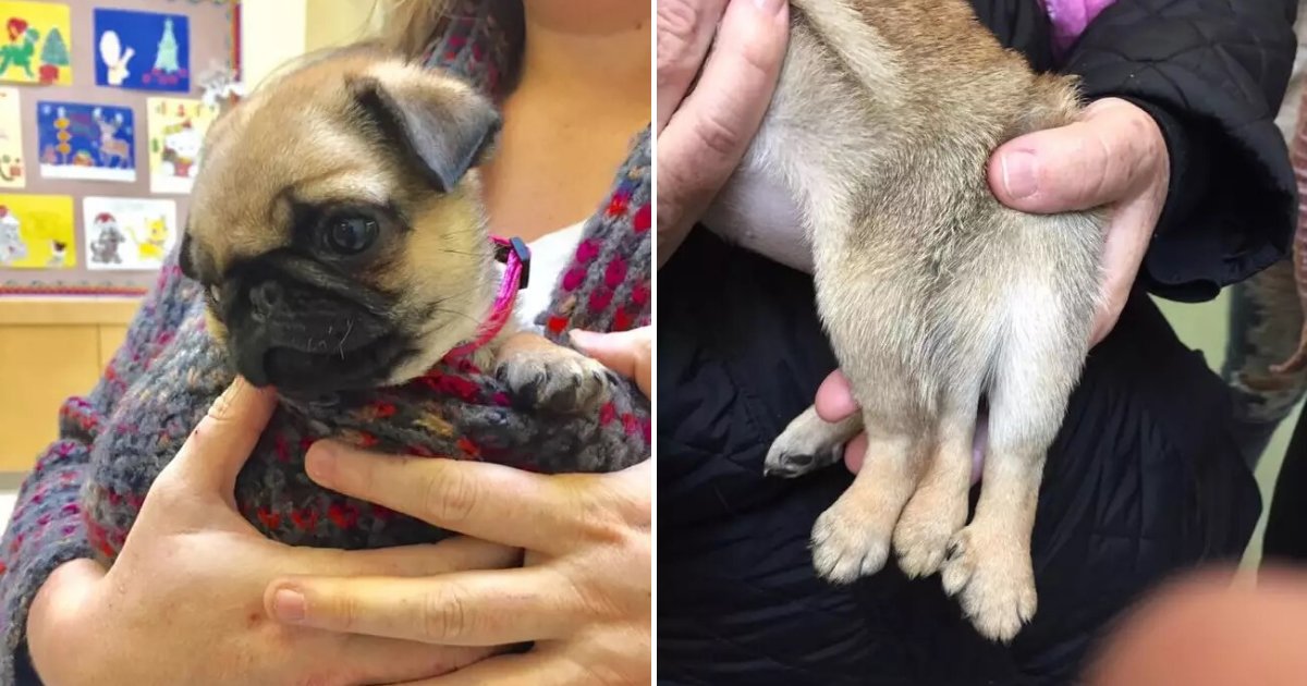 untitled design 16 2.png?fit=1024%2C538&ssl=1&strip=all - Lulu The Puppy With Six Legs Escaped Grim Fate After He Was Adopted By A Loving Family