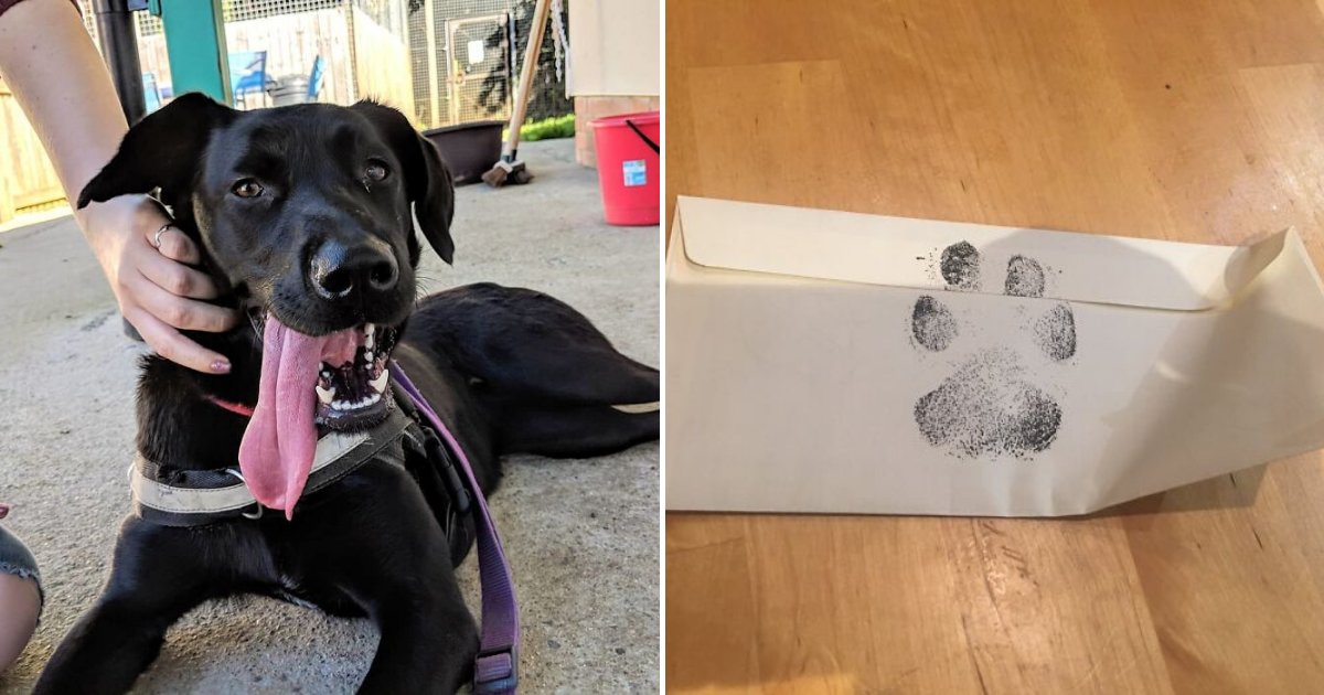 untitled design 17 1.png?resize=412,275 - Dog Owner Responded With A Sweet Letter After Neighbors Asked If They Could Play With His Dog