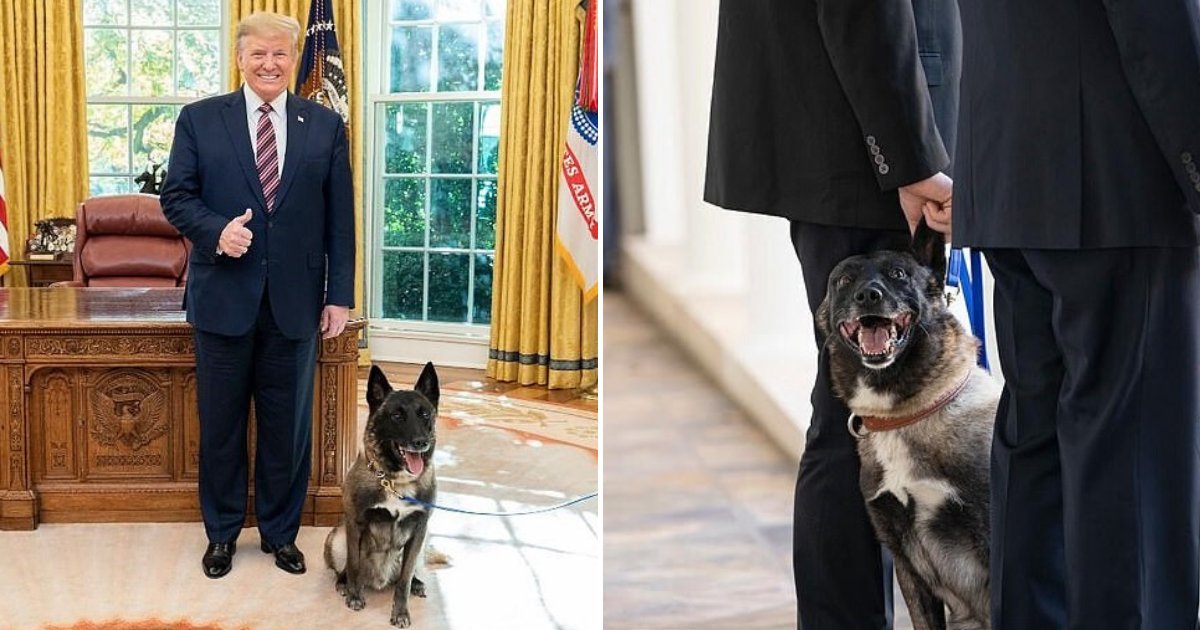 untitled design 22.png?resize=412,275 - President Trump Awarded Conan The Hero Dog With A Symbolic Medal