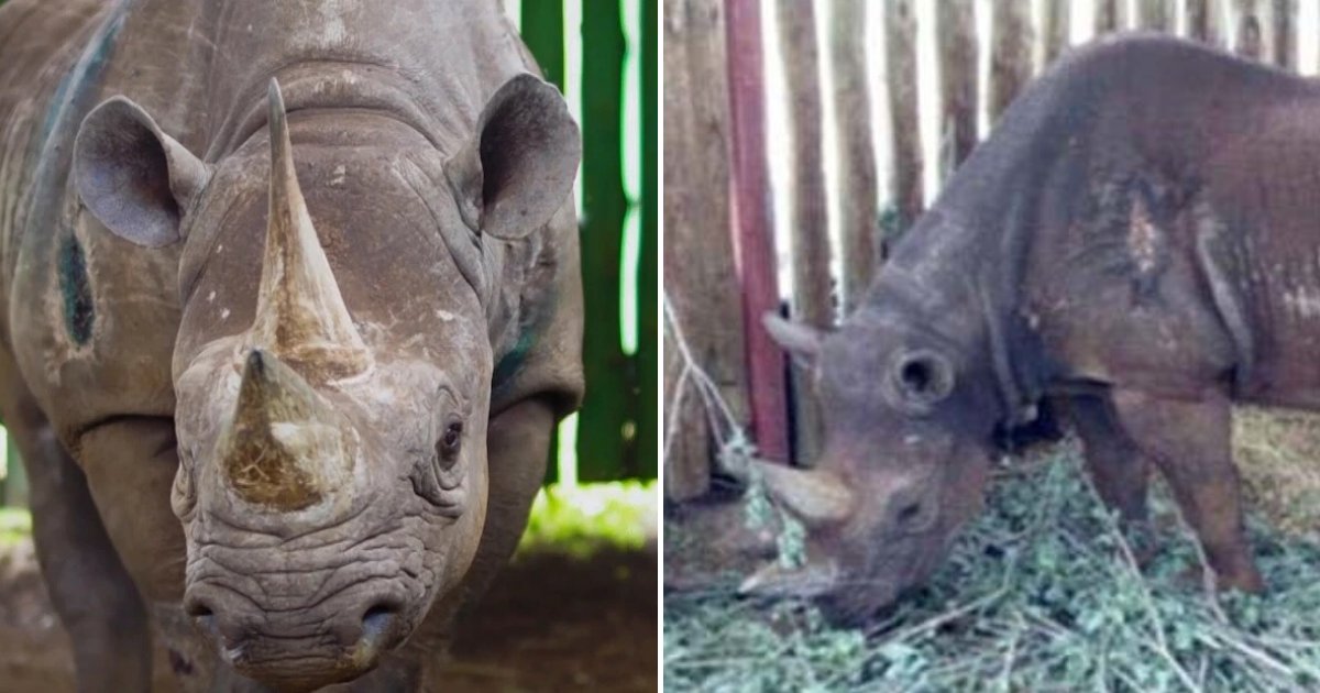 untitled design 23 2.png?resize=412,275 - Fausta The World's Oldest Black Rhino Has Passed Away In A Sanctuary