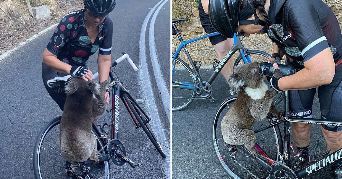 untitled design 27 2.png?resize=1200,630 - Thirsty Koala Clung Onto Cyclist's Hand As It Drank Water From Her Bottle