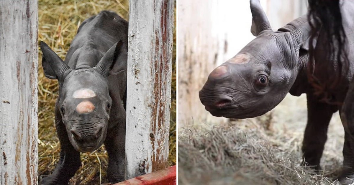 untitled design 4 4.png?resize=1200,630 - Critically Endangered Black Rhino Born In Zoo On Christmas Eve
