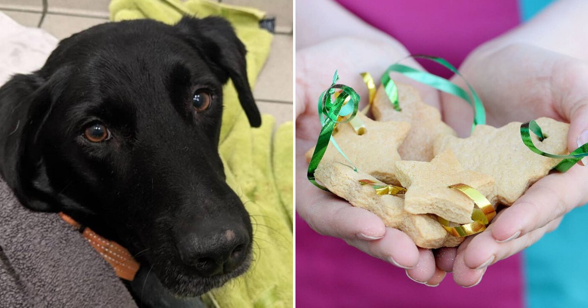 untitled design 50 1.png?resize=412,232 - Dog Forced To Undergo Surgery After Eating Over Thirty Christmas Decorations