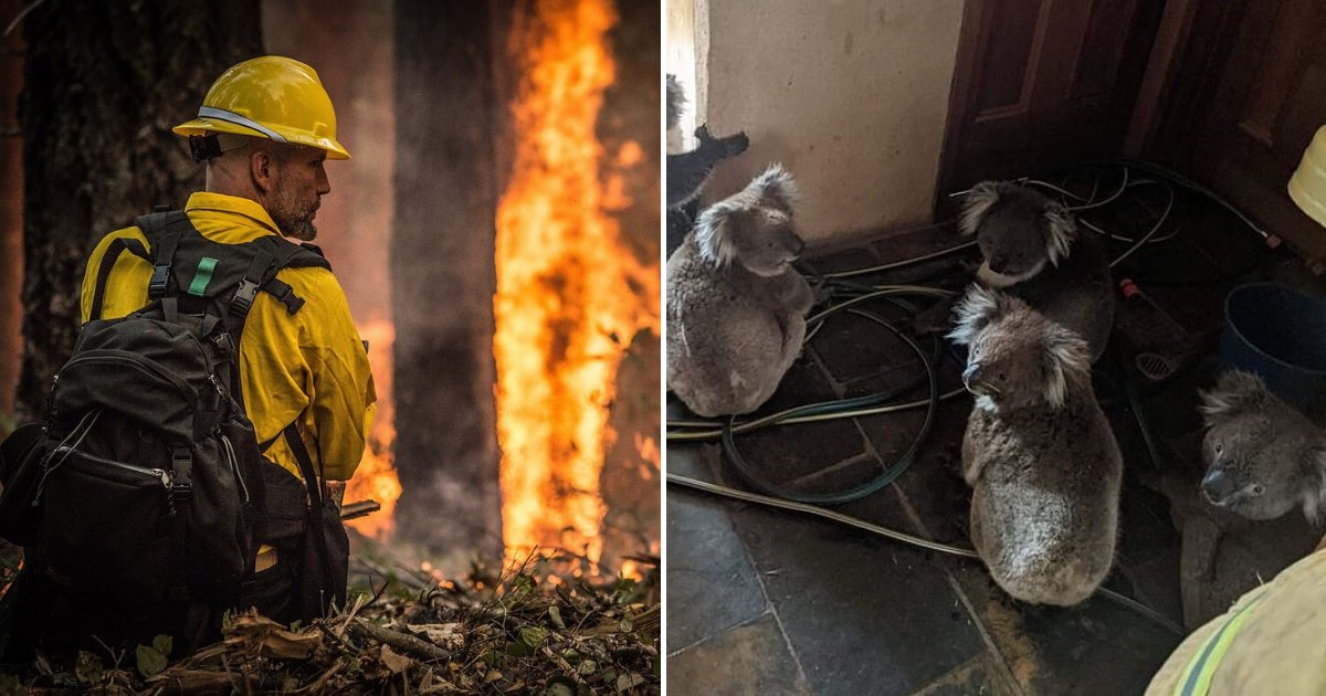 untitled design 53 1.png?resize=412,275 - Brave Firefighter Risked His Life To Rescue Several Koalas From Blazing Bushfire