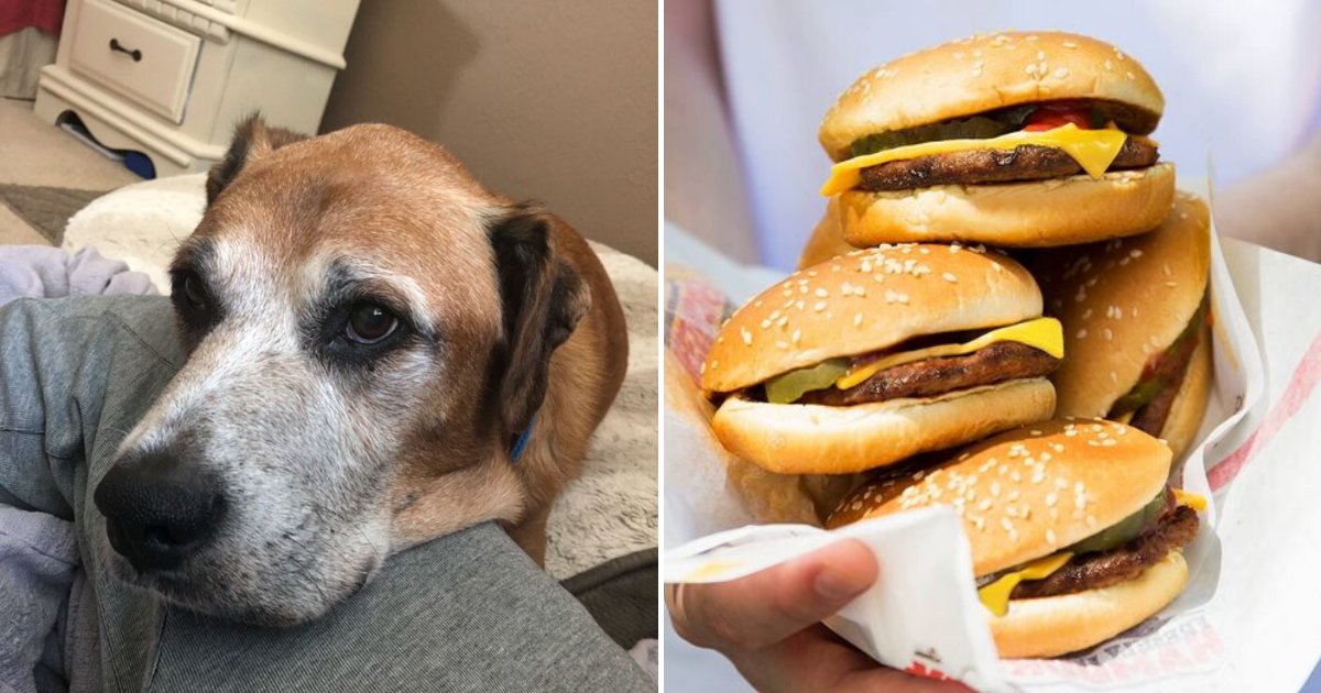 untitled design 60.png?resize=1200,630 - Burger King Provided Terminally Ill Dog With Free Burgers For The Rest Of His Life