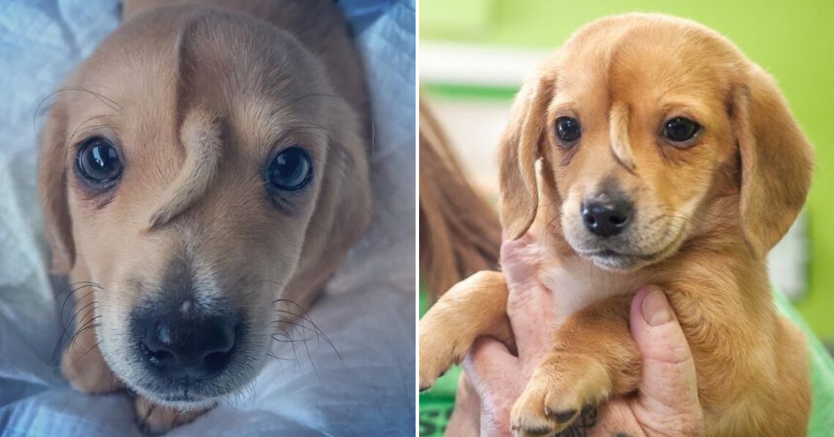 Un Chiot Licorne Avec Une Queue Sur La Tete A Enfin Ete Adopte Par Un Proprietaire Aimant Vonjour