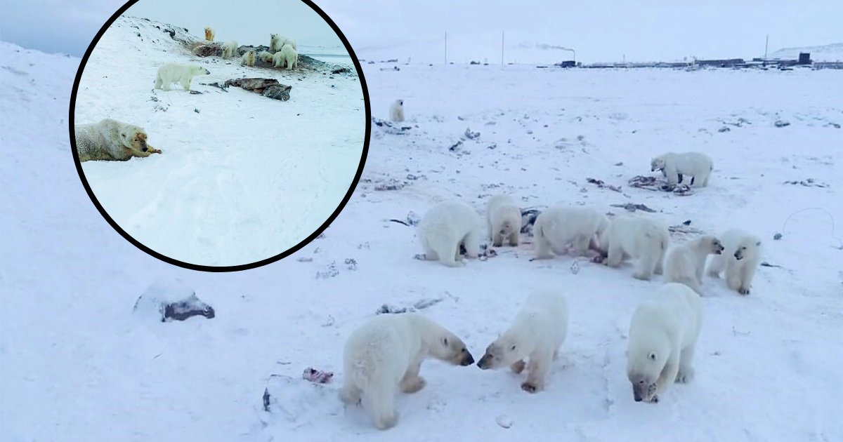 untitled design 74.png?resize=1200,630 - Remote Village Besieged By Over Fifty Hungry Polar Bears That Are Looking For Food