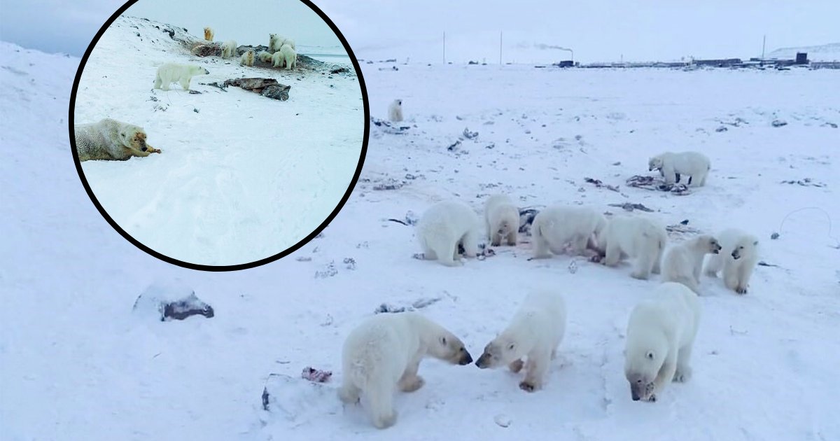 untitled design 74.png?resize=412,275 - Remote Village Besieged By Over Fifty Hungry Polar Bears That Are Looking For Food