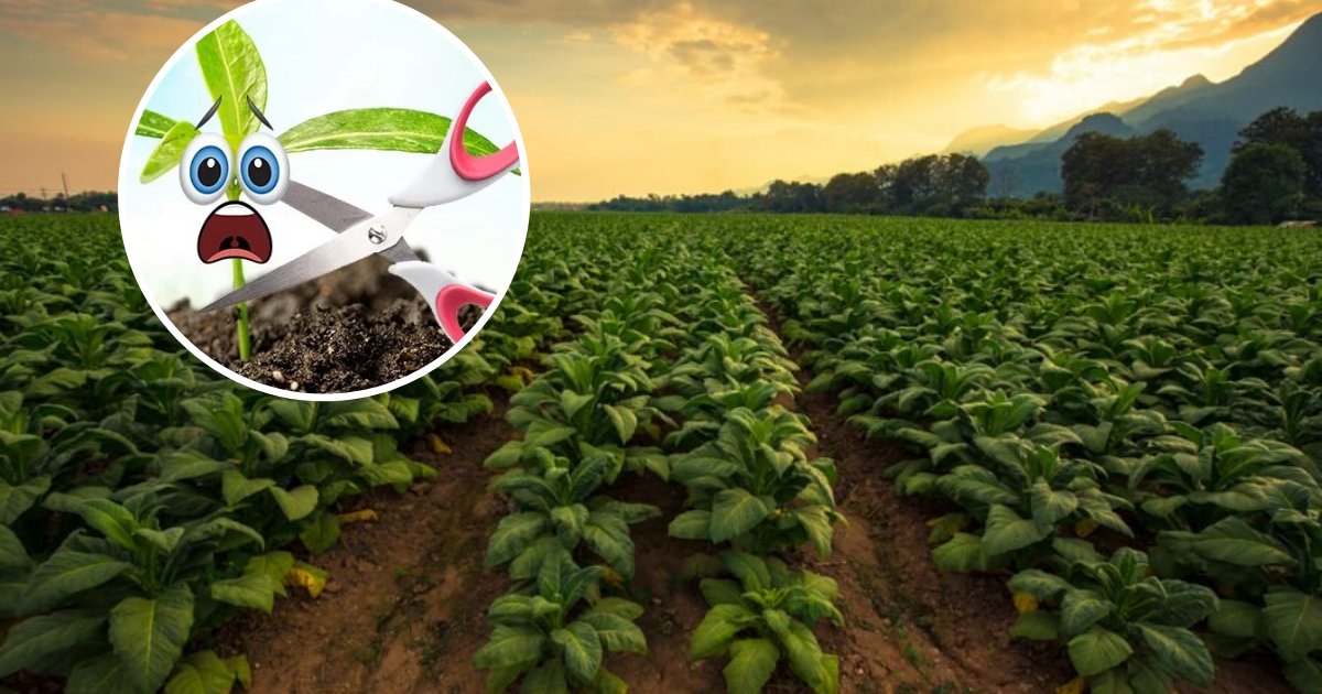 untitled design 84.png?resize=412,275 - Study Confirmed Plants Release Powerful Ultrasonic 'Screams' When They Are Cut