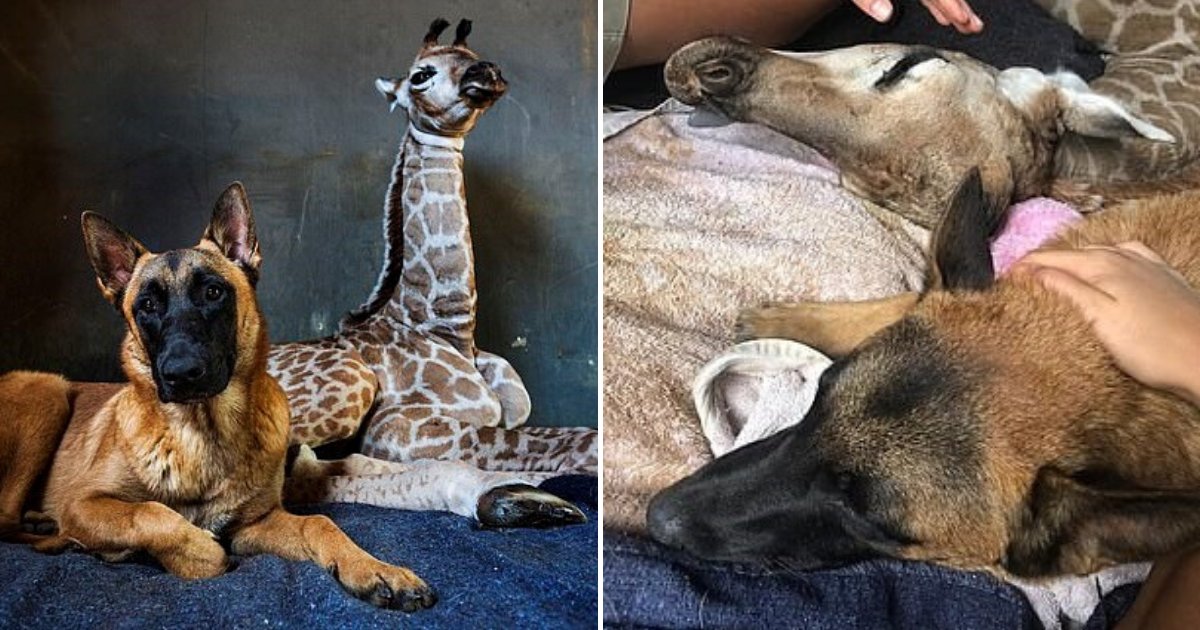 untitled design 85.png?resize=1200,630 - Sick Baby Giraffe That Was Befriended By A Dog Passed Away By Its Best Friend's Side