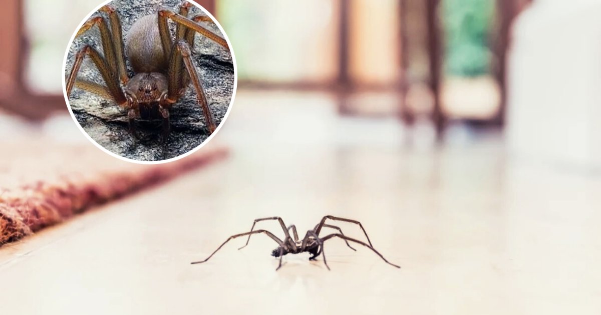 untitled design 90.png?resize=1200,630 - Une nouvelle espèce d'araignée super-venimeuse qui se cache dans les vêtements a été découverte