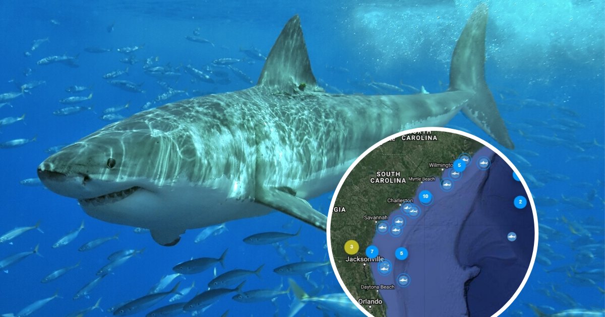 untitled design 96.png?fit=1024%2C538&ssl=1&strip=all - Shark Frenzy! Several Large Great White Sharks Spotted Just Off The East Coast