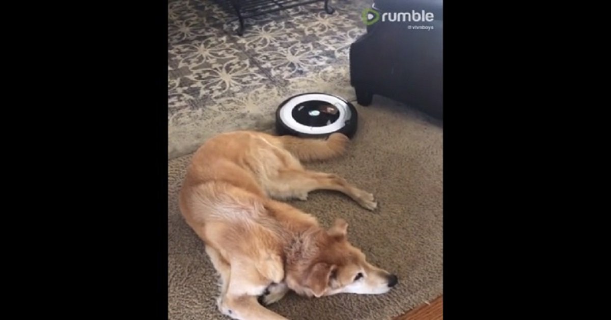 v3.jpg?resize=1200,630 - Lazy Dog Refused To Get Up For Robot Vacuum