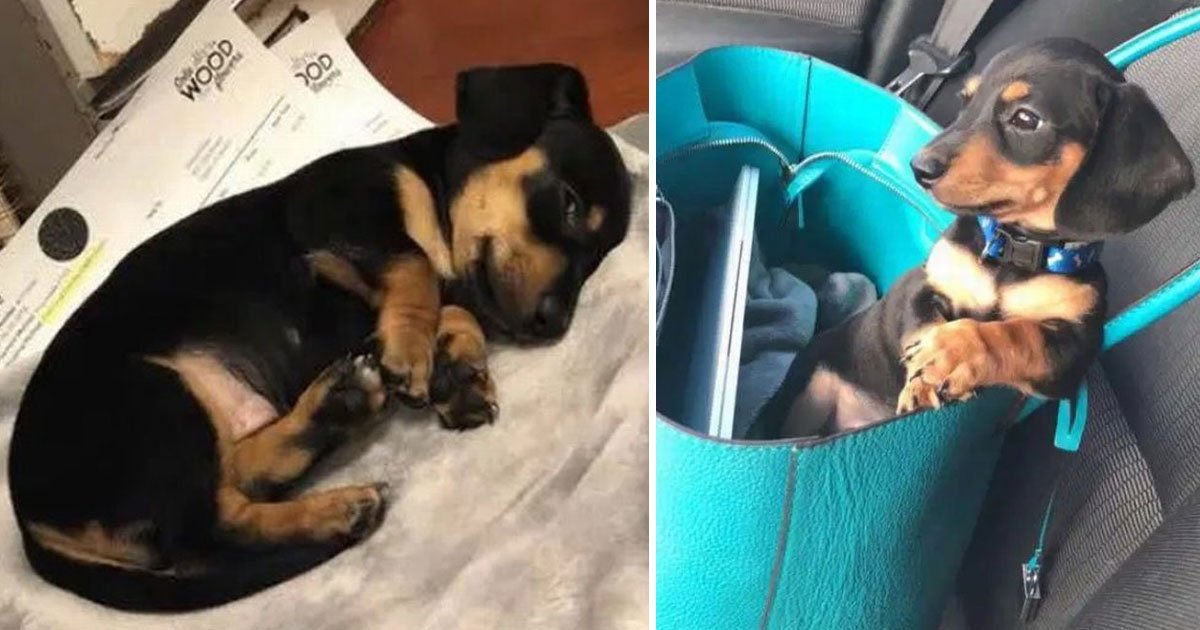 vet put wrong dog to sleep.jpg?resize=412,275 - Vet Put The Wrong Dog To Sleep After Calling Another Dog’s Owner For Consent