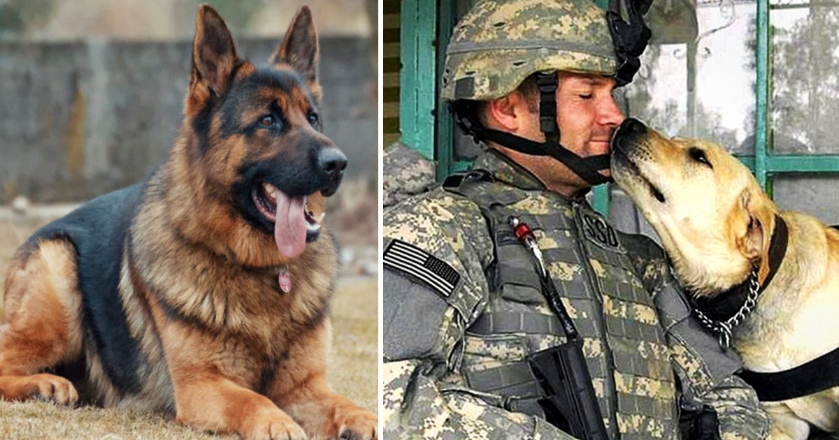 vsfasf.jpg?resize=412,275 - Air Force Making Efforts To Provide Loving Homes To The Retired Military Dogs