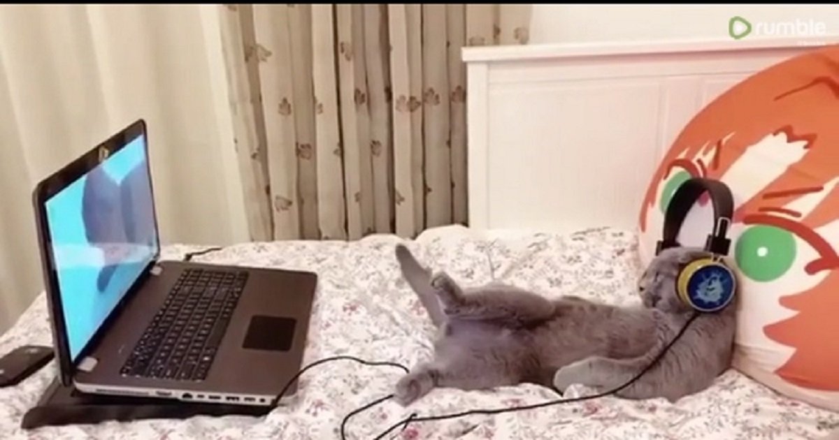 w3 1.jpg?resize=1200,630 - A Cat Relaxed By Wearing Headphones And Watching Cat Videos
