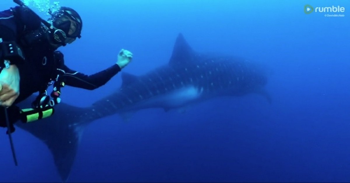 w3 4.jpg?resize=1200,630 - A Scuba Diver Ruined Once-In-A-Lifetime Snap Of A Whale Shark By Getting In The Camera Frame