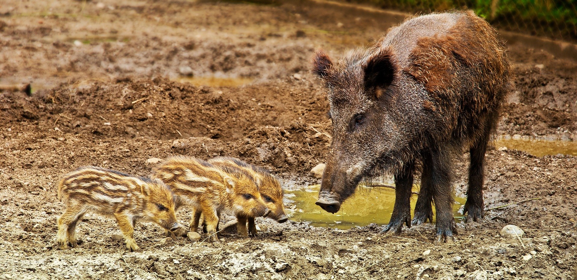 wild boar 3481646 1920.jpg?resize=412,275 - Chasse: en une seule battue, 158 sangliers ont été tués dans les Ardennes !