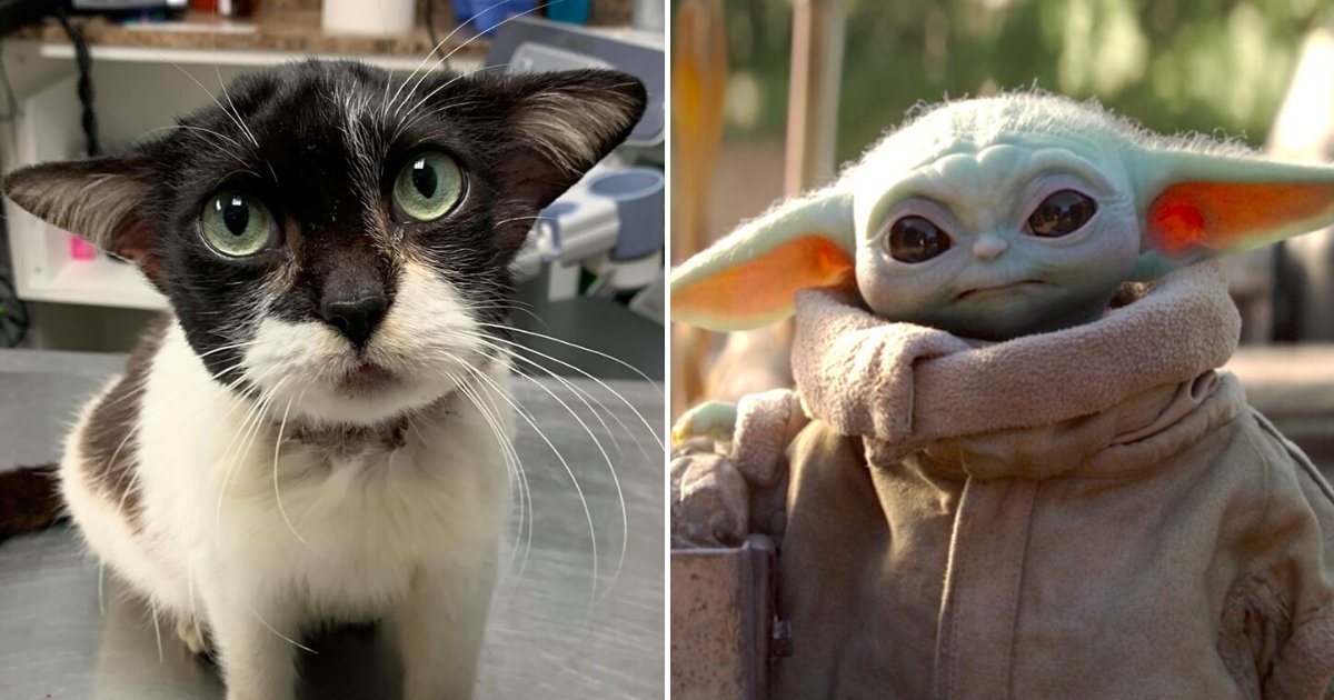 yoda5.png?resize=412,275 - Photos Of Adorable Kitty Who Looks Like Baby Yoda Have Gone Viral