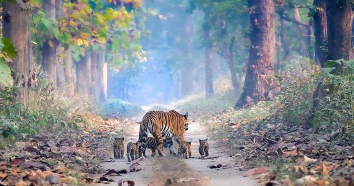 1 117.jpg?resize=412,275 - A Magical Photo Of Tiger Roaming With Her Five Cubs Went Viral