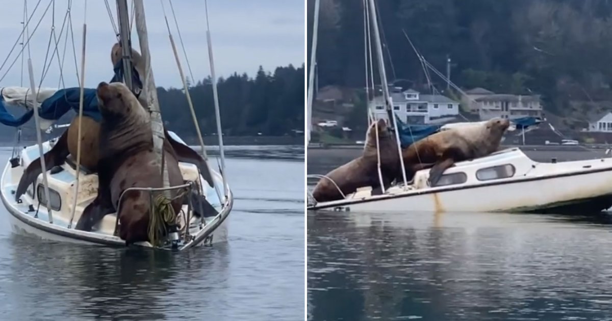 1 14.png?resize=412,275 - Gigantic Sea Lions Borrowed Someone's Boat And Were Spotted Sailing It Around