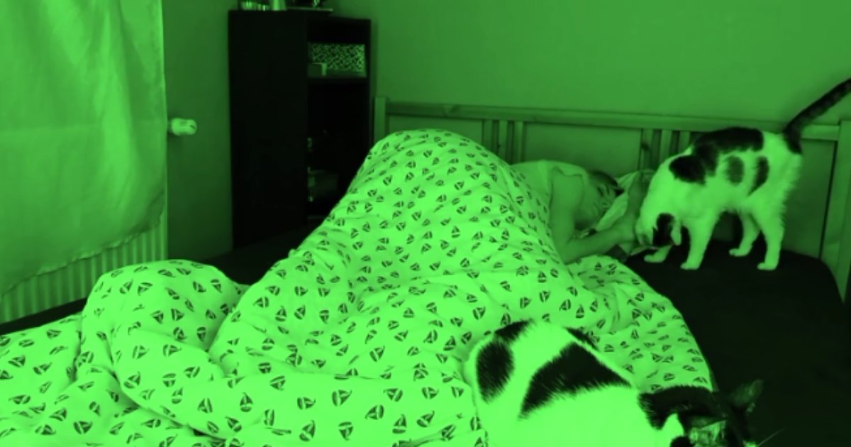 1 23.png?resize=412,275 - Découvrez cette vidéo où des chats empêchent de dormir leur propriétaire