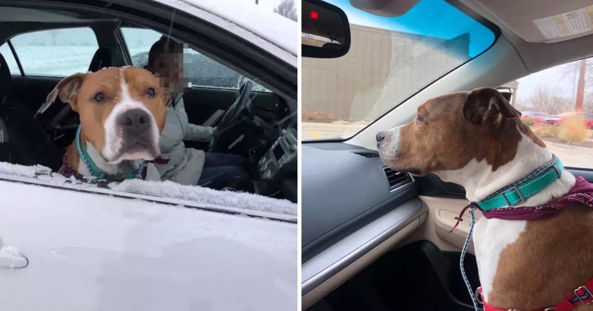 1 27.jpg?resize=412,275 - Dog Reunited With Family After A Journey Of 2,000 Miles And Collective Effort Of 30 Strangers