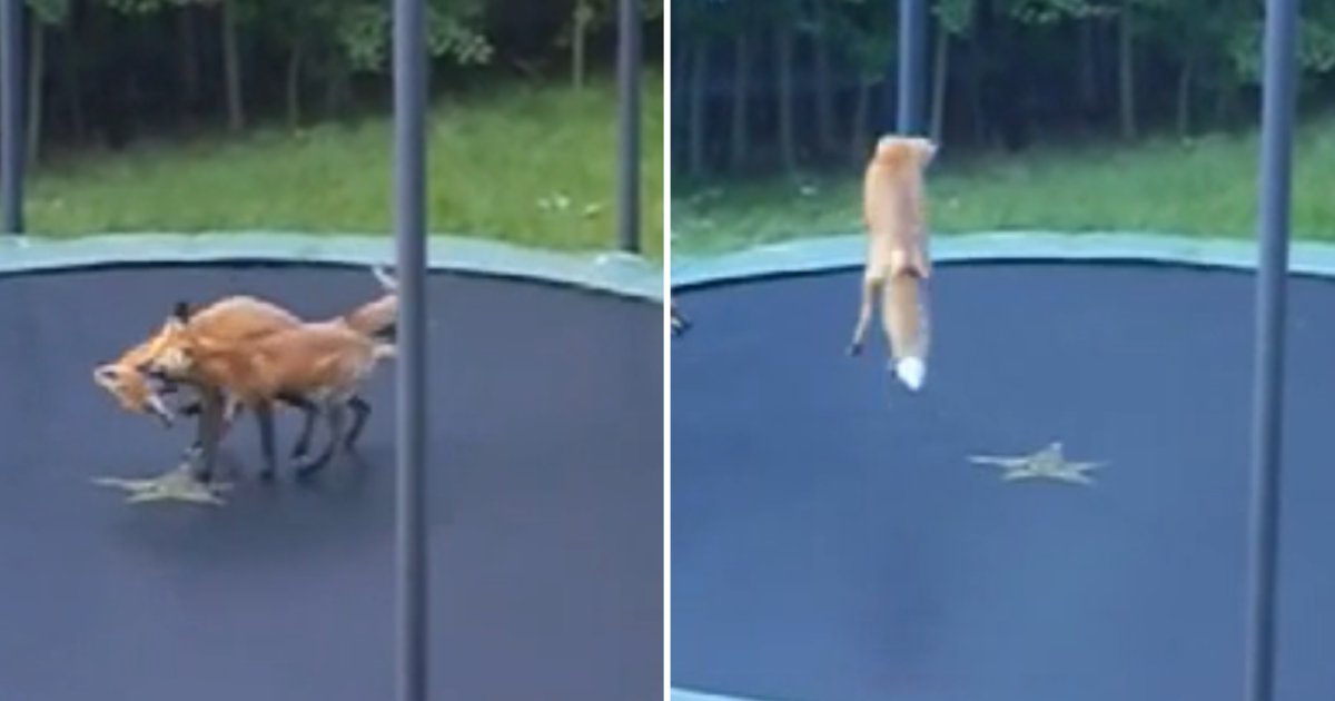 1 32.png?resize=412,275 - A Pair of Fox Jump On A Trampoline Outside Someone's House